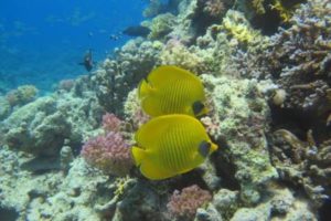 Eastern Caribbean Diving
