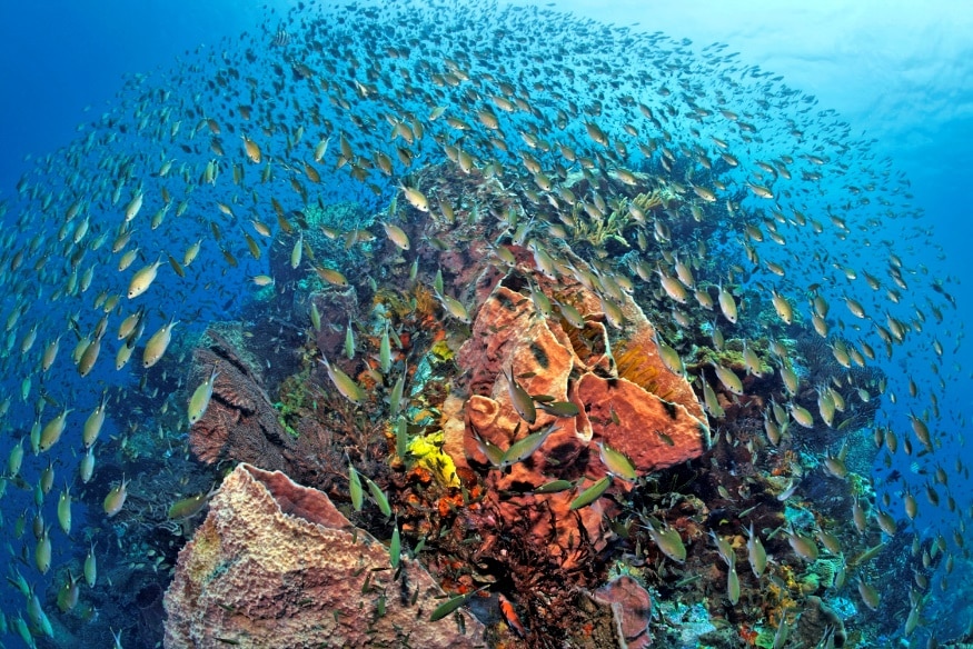 Coral reef