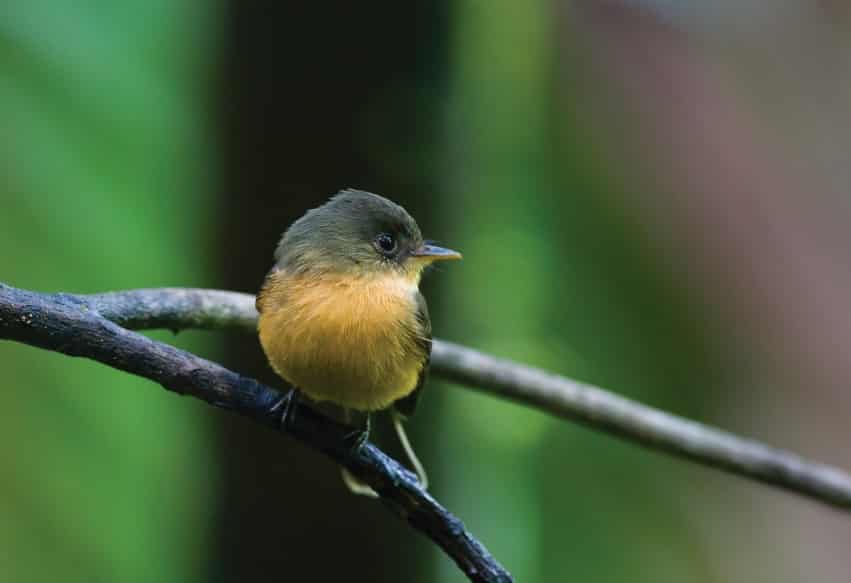 Pewee - smaller