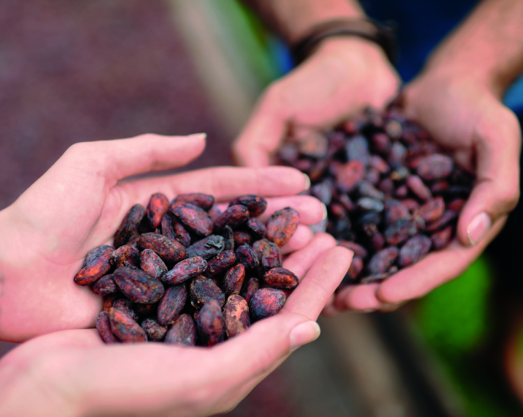 SaintLucia_cocoabeans - smaller size