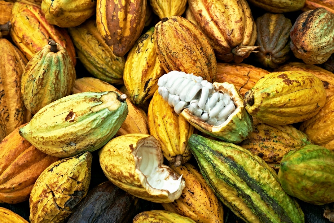 Boucan_NURSERY_Cocoa Pods - smaller