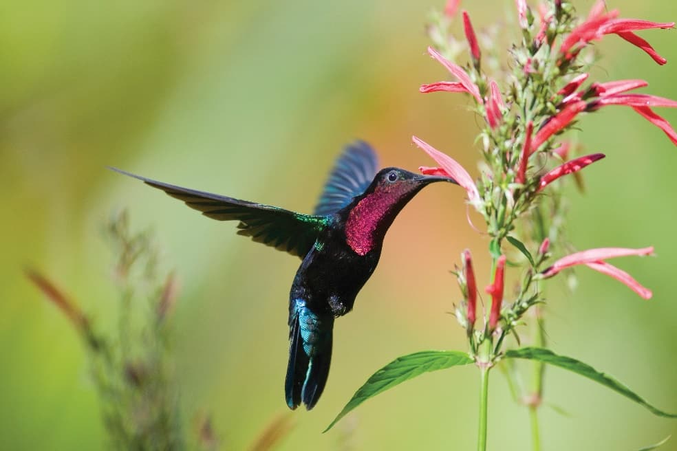 Purple Throated Carib