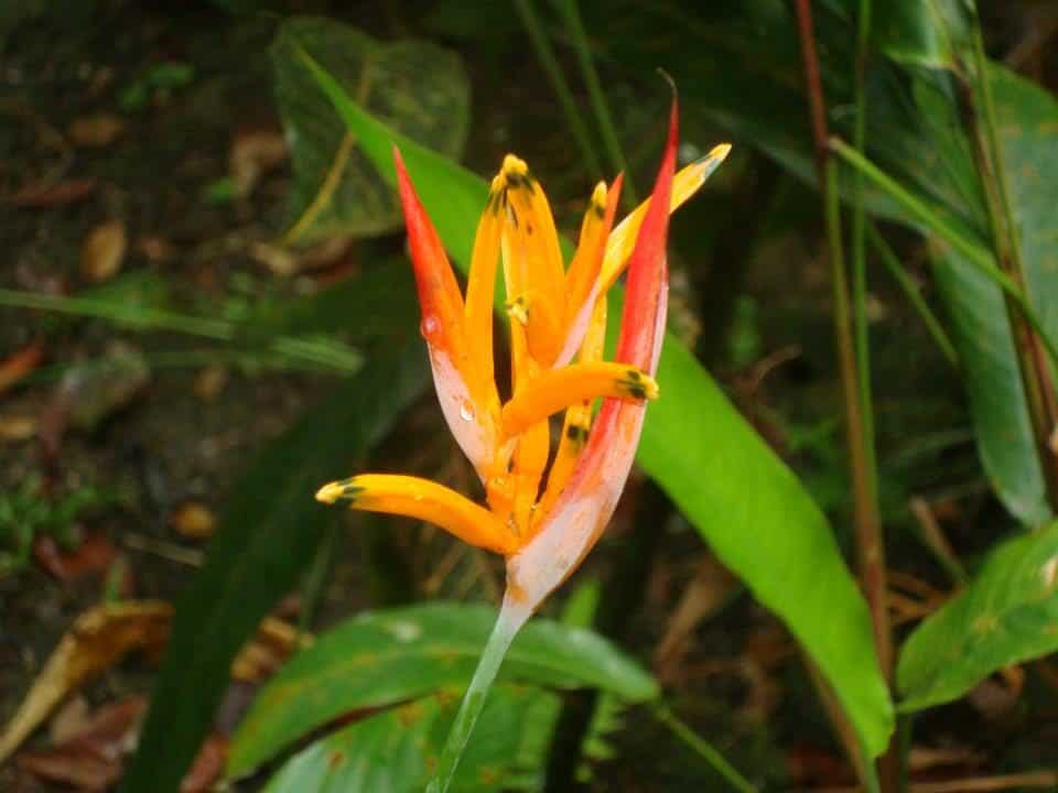 Saint Lucia Adventure Week