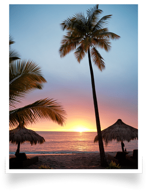 palmtree (1)